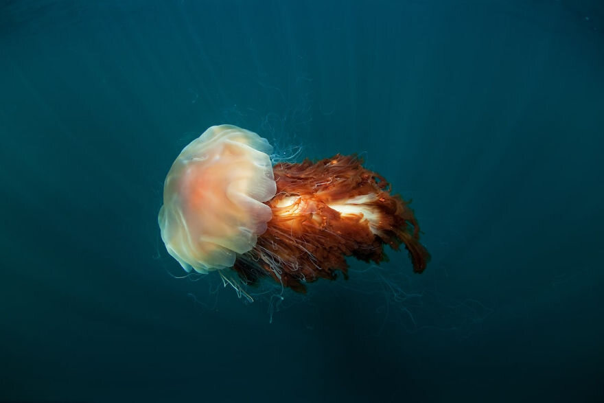 Meduza zwabiona przez plankton - finałowe zdjęcie Smithsonian Photo 2017 