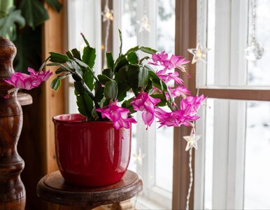 Miniatura: Czym podlewać grudnik w grudniu? Wystarczy...