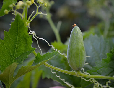 Miniatura: Posadź tę roślinę przy płocie. W kilka...