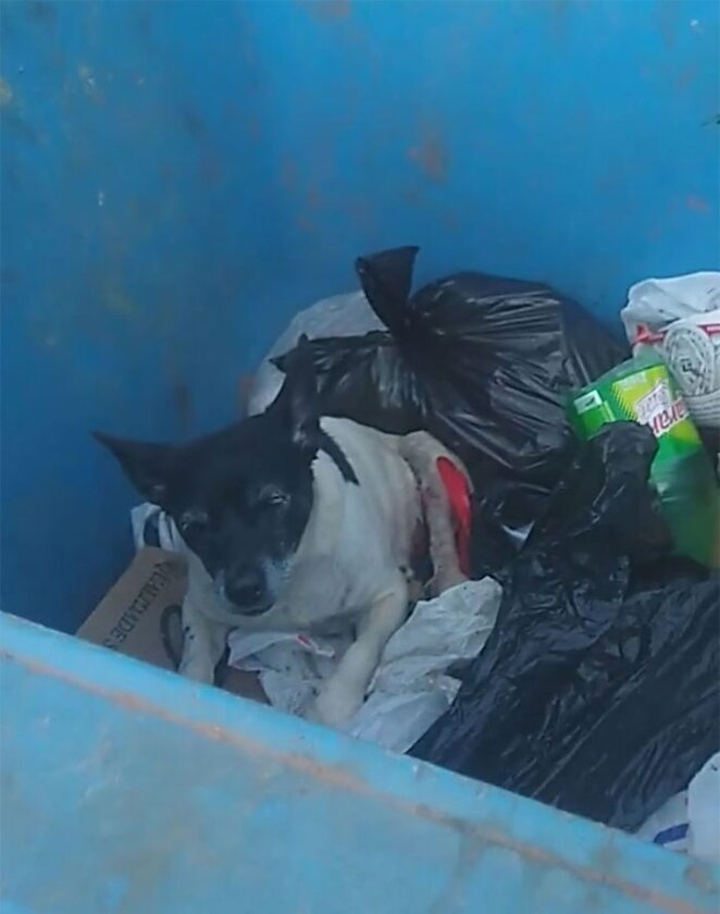 Pies wyrzucony na śmietnik 