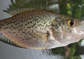 Miniatura: Wędkarze ustanowili nowy rekord. Był nie...
