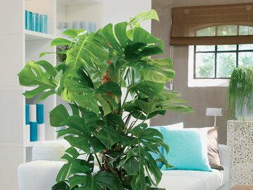 Monstera dziurawa