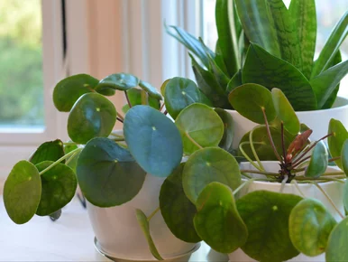 Miniatura: Pokrój, zalej, poczekaj. Nowe liście...