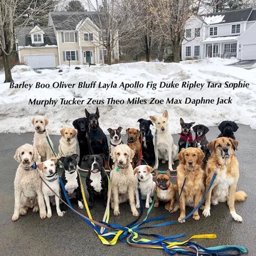 Saratoga Dog Walkers opiekują się psami 