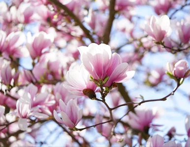 Miniatura: Czego nie lubią magnolie? Przez to nie...