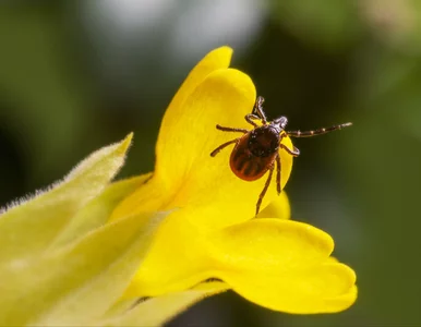 Miniatura: Kleszcze go nienawidzą. Ten domowy spray...