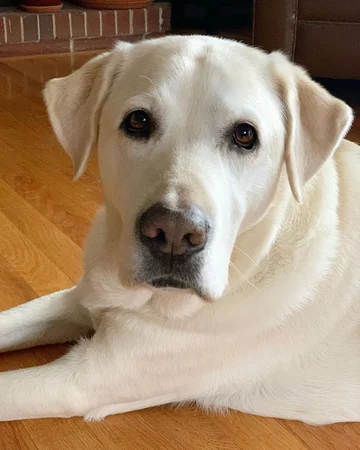 Moose 