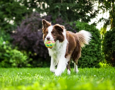 Miniatura: Co zrobić, żeby pies nie uciekał? Słowa...