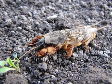 Turkuć podjadek, Gryllotalpa gryllotalpa