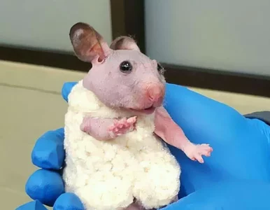 Miniatura: Urodził się bez futra, dostał sweterek....