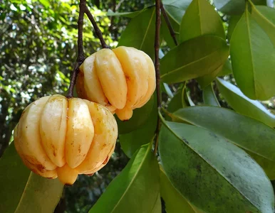 Miniatura: Garcinia Cambogia – czy to faktycznie działa?