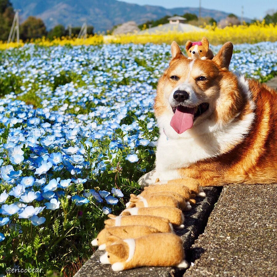 Corgi Erico 