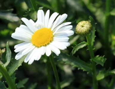 Miniatura: Ogród Botaniczny, który leczy