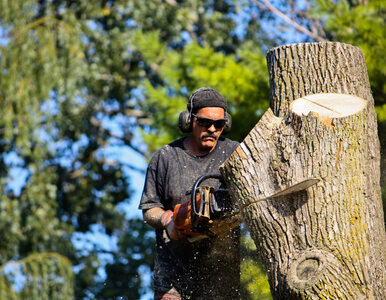 Miniatura: W Sopocie wycięto 50 drzew pod budowę...