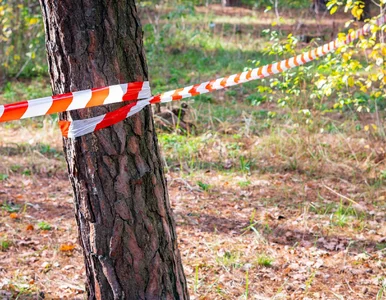 Miniatura: Poszukiwania na ogromną skalę zakończone...