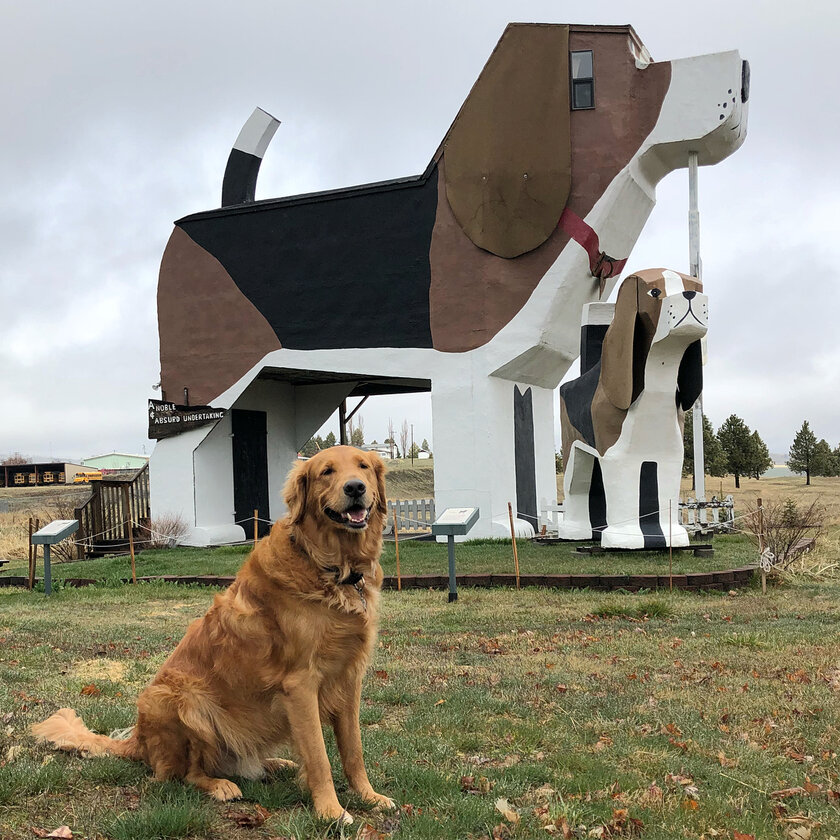 Dog bark park inn презентация