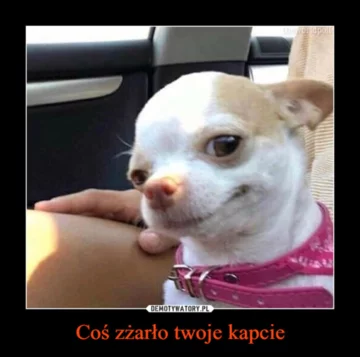 Mem z okazji Dnia Psa 