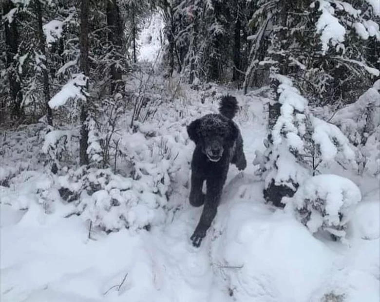 Miniatura: Człowiek z plecakiem biegnący do lasu?...