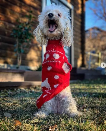 Piesek o imieniu Cora 