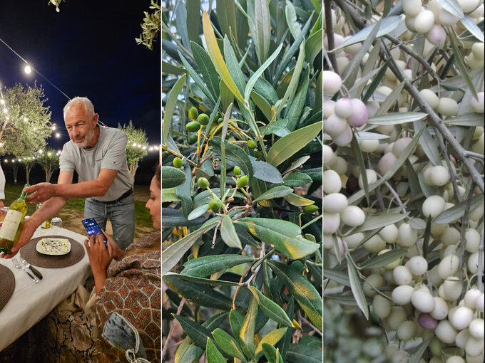 Charles Bugeja, właściciel gaju oliwnego Ta'xmun Olive Grove na Malcie. Po prawej białe oliwki Tal-Bajda