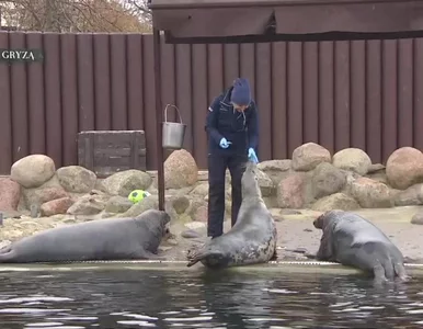 Miniatura: Wszystkie dorosłe foki na Helu są w ciąży....