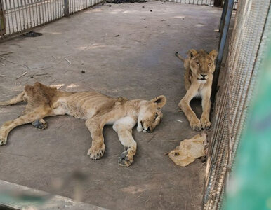 Miniatura: Chore i głodujące lwy walczą o życie. „Ich...