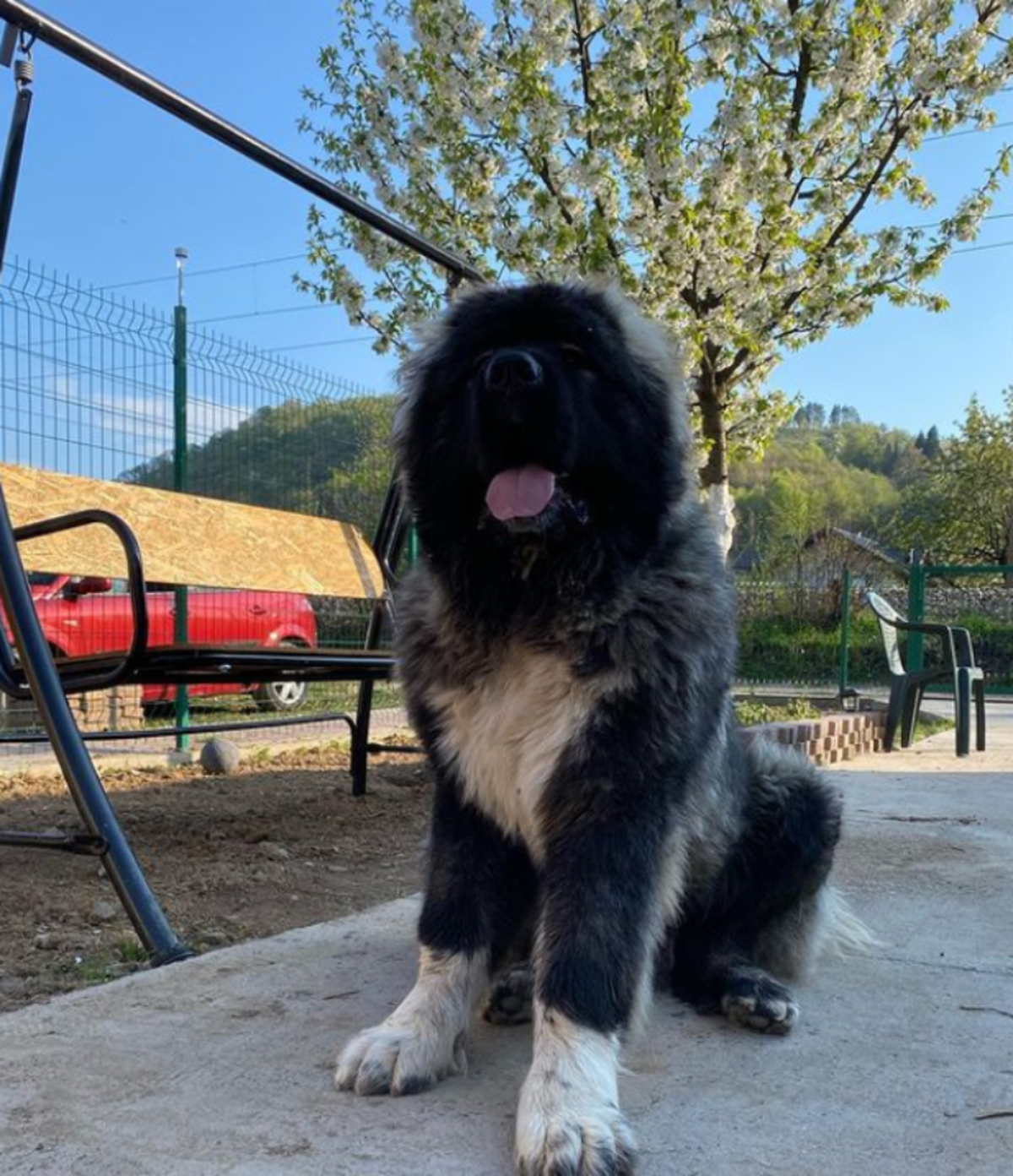 Owczarek kaukaski skradł serca internautów. Pies jest ogromny!