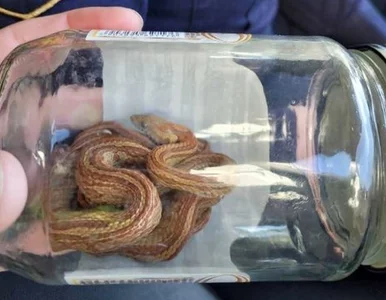 Miniatura: Wąż na trzecim piętrze warszawskiego...