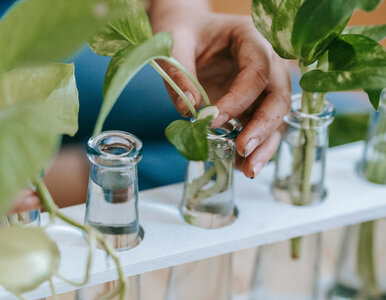 Miniatura: Masz dość ziemi i przesadzania? Te rośliny...