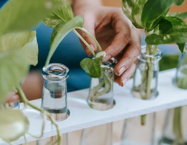 Miniatura: Masz dość ziemi i przesadzania? Te rośliny...