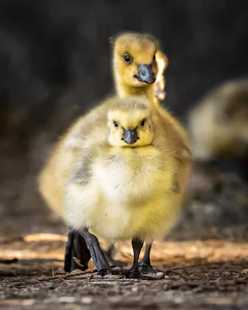 Autorem zdjęć jest Ossi Saarinen 
