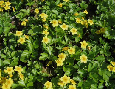 Miniatura: Posiej zamiast trawy i... zapomnij. Ten...