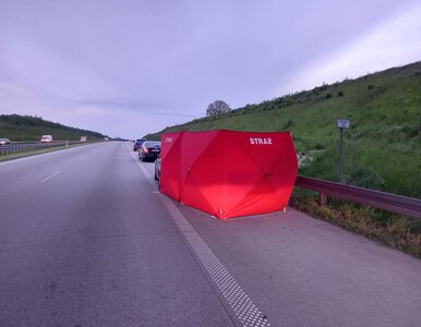 Miniatura: Łoś wtargnął na autostradę A1. Nie żyje...