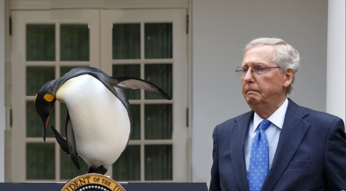 Pingwin zamiast Trumpa  podczas briefingu w Ogrodzie Różanym 
