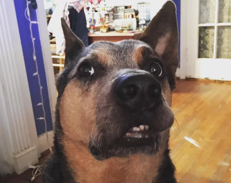 Miniatura: Koty są dziwne? Chyba jeszcze nie...