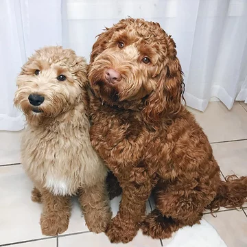 Psy rasy labradoodle 