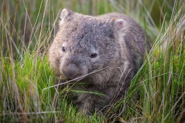 Wombat 