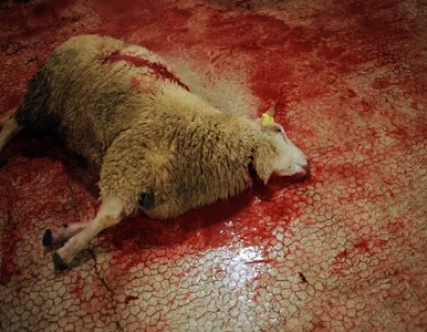 Miniatura: "Prawo do uboju rytualnego, jak prawo do...