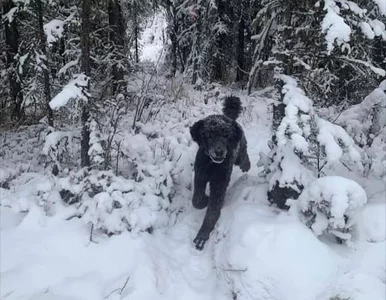 Miniatura: Człowiek z plecakiem biegnący do lasu?...