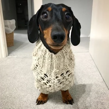 Monty the Miniature Dachshund 