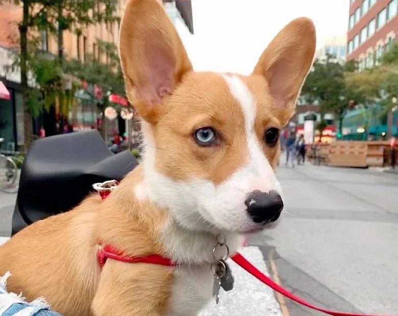 Miniatura: Pies ma oczy w różnych kolorach. To...