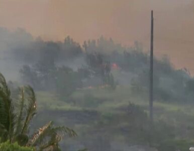 Miniatura: Hawaje zmagają się z pożarami lasów
