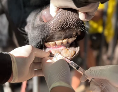 Miniatura: Wydano komunikat ws. pryszczycy. „Jej...