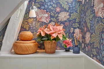 Poinsecja znana także jako gwiazda betlejemska 