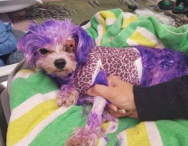 Miniatura: Właścicielka chciała mieć fioletowego psa....