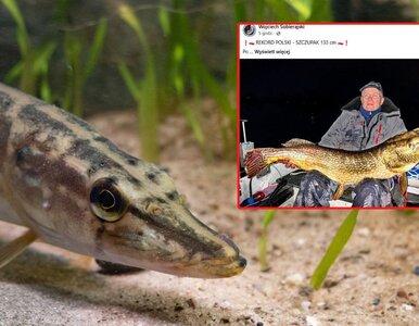 Miniatura: Co za osiągnięcie! „Po 56 latach rekord...