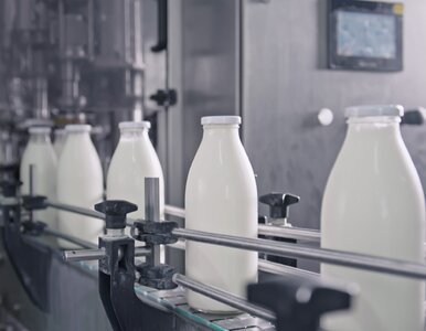 Miniatura: Upadła legendarna polska mleczarnia....