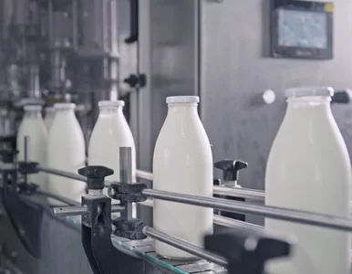 Miniatura: Słynna polska mleczarnia upada. Ruszyła...