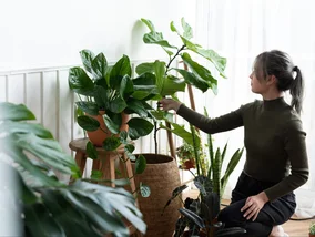 Miniatura: Zaparz herbatkę i wlej do doniczki....