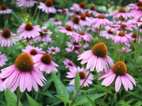 Miniatura: Ogrodnicy sieją jeżówki właśnie teraz. Ten...